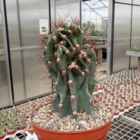 Cereus jamacaru monstruosus