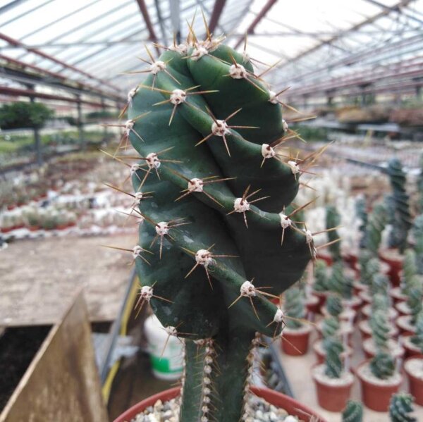 Cereus peruvianus tortuosus