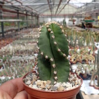 Cereus peruvianus tortuosus