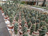 Cereus peruvianus tortuosus