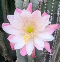 Cereus peruvianus tortuosus