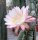 Cereus peruvianus tortuosus