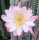 Cereus peruvianus tortuosus