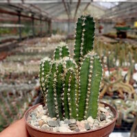 Cereus tetragonus cv. Fairy Castle