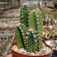 Cereus tetragonus cv. Fairy Castle