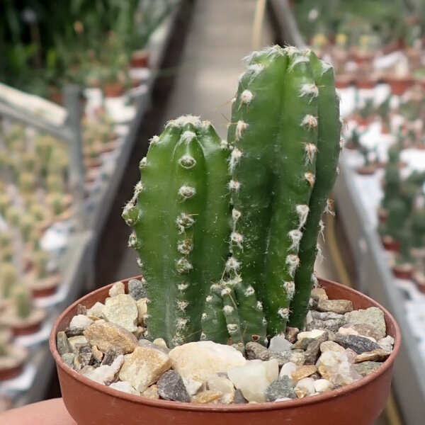 Cereus tetragonus cv. Florida Paolina