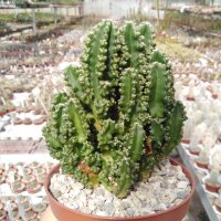 Cereus tetragonus cv. Florida Paolina