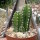 Cereus tetragonus cv. Florida Paolina