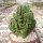 Cereus tetragonus cv. Florida Paolina