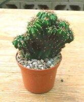 Cereus peruvianus monstruosus