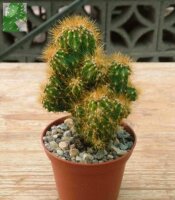 Cereus peruvianus monstruosus cv. Gelber Felsenkaktus