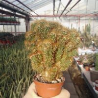 Cereus peruvianus monstruosus cv. Gelber Felsenkaktus