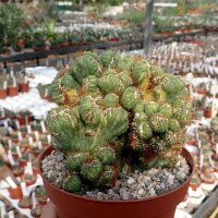 Cereus peruvianus monstruosus cristata