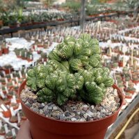 Cereus peruvianus monstruosus cristata