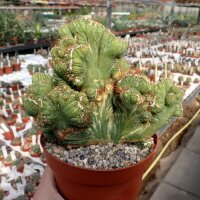 Cereus peruvianus monstruosus cristata