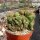 Cereus peruvianus monstruosus cristata