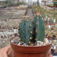 Cereus peruvianus Typ