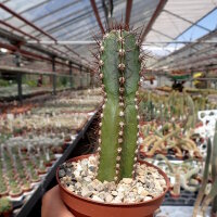 Cereus peruvianus Typ