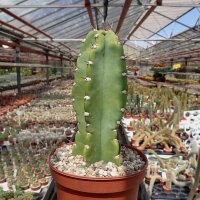 Cereus peruvianus Typ