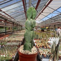 Cereus peruvianus Typ