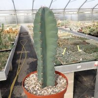 Cereus peruvianus Typ