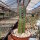 Cereus peruvianus Typ
