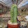 Cereus peruvianus Typ