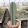 Cereus peruvianus Typ