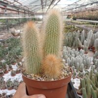 Cereus spec.  3 Gruppe