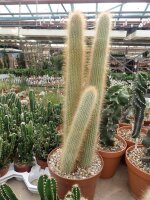 Cereus spec.  3 Gruppe