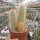 Cereus spec.  3 Gruppe