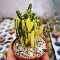 Cereus tetragonus cv. Fairy Castle variegata