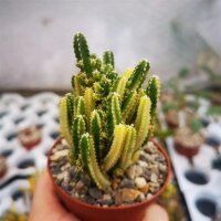 Cereus tetragonus cv. Fairy Castle variegata