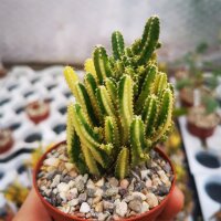 Cereus tetragonus cv. Fairy Castle variegata