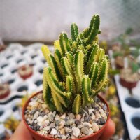 Cereus tetragonus cv. Fairy Castle variegata