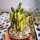 Cereus tetragonus cv. Fairy Castle variegata