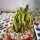 Cereus tetragonus cv. Fairy Castle variegata