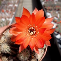 Chamaecereus silvestrii-Hybr. Ariyonne