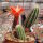 Chamaecereus silvestrii-Hybr. Ariyonne