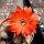 Chamaecereus silvestrii-Hybr. Ariyonne