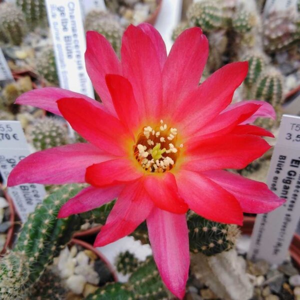 Chamaecereus silvestrii-Hybr. El Gigante