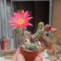 Chamaecereus silvestrii-Hybr. El Gigante