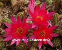 Chamaecereus silvestrii-Hybr. El Gigante