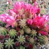 Chamaecereus silvestrii-Hybr. El Gigante