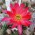 Chamaecereus silvestrii-Hybr. El Gigante