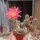 Chamaecereus silvestrii-Hybr. El Gigante