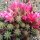 Chamaecereus silvestrii-Hybr. El Gigante