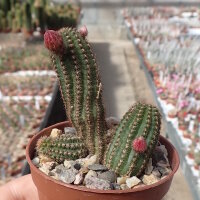 Chamaecereus silvestrii-Hybr. Hessenland