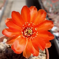 Chamaecereus silvestrii-Hybr. Hessenland