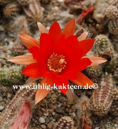 Chamaecereus silvestrii